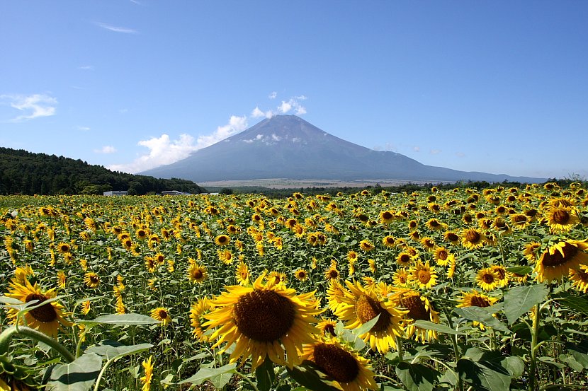 ヒマワリと富士山