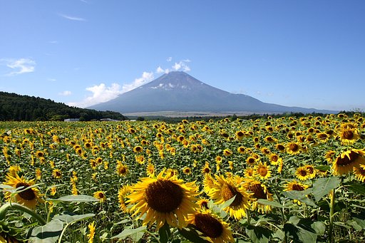 ヒマワリと富士山