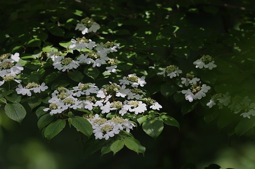 森の手毬？