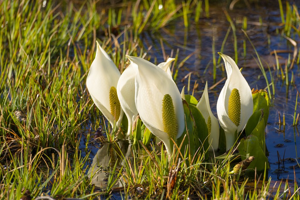 まいめの池周辺の水芭蕉