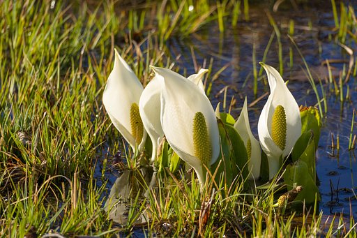 まいめの池周辺の水芭蕉