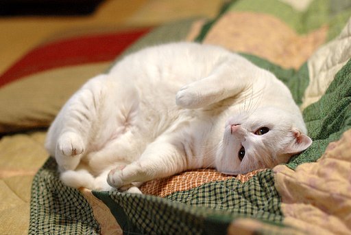 うちのねこ