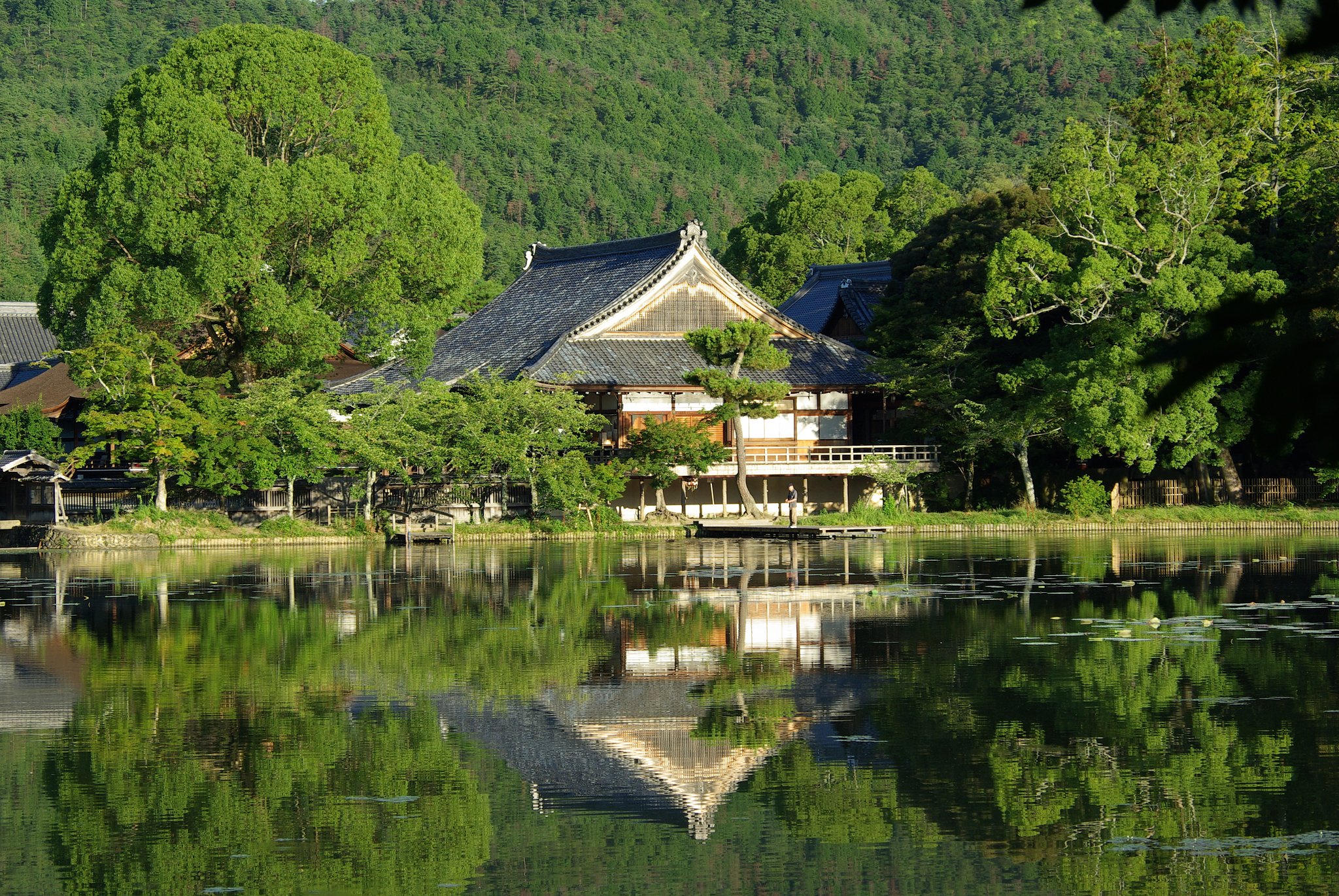 Forest and water, a la japonaise