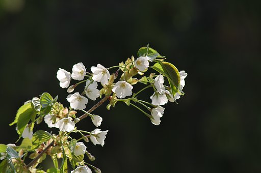 白い桜