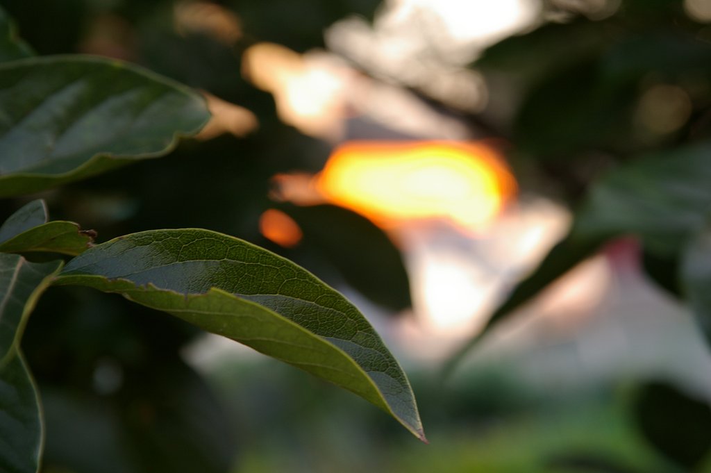 柿の葉