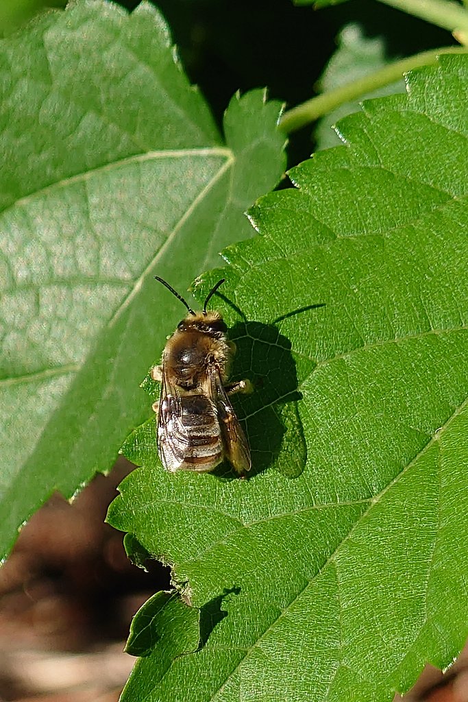 スマホで撮った初めての昆虫