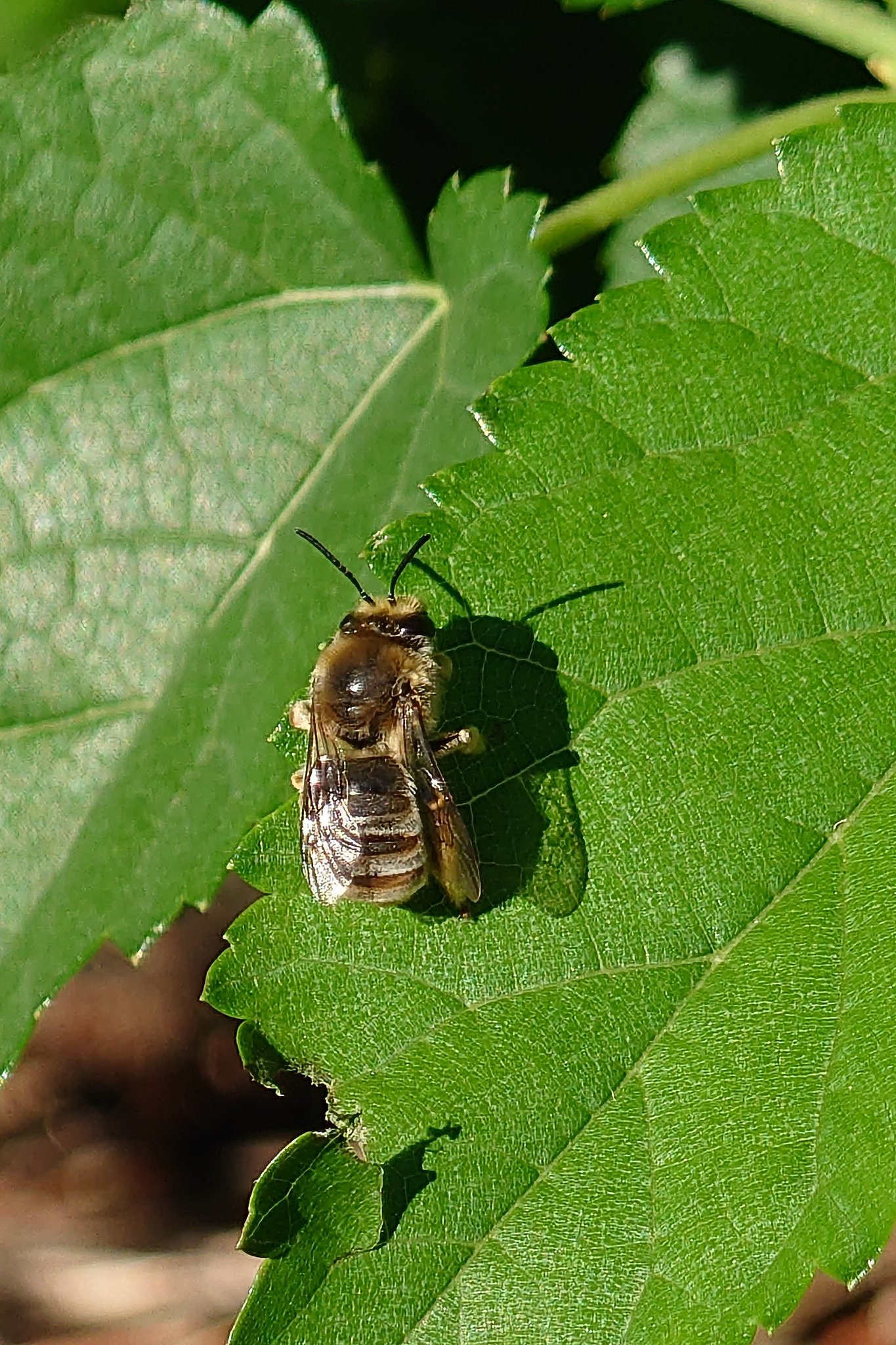 スマホで撮った初めての昆虫