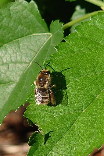スマホで撮った初めての昆虫