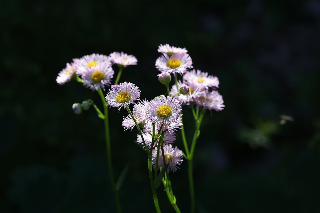 春の花もそろそろ終わりか（その１）ハルジオン