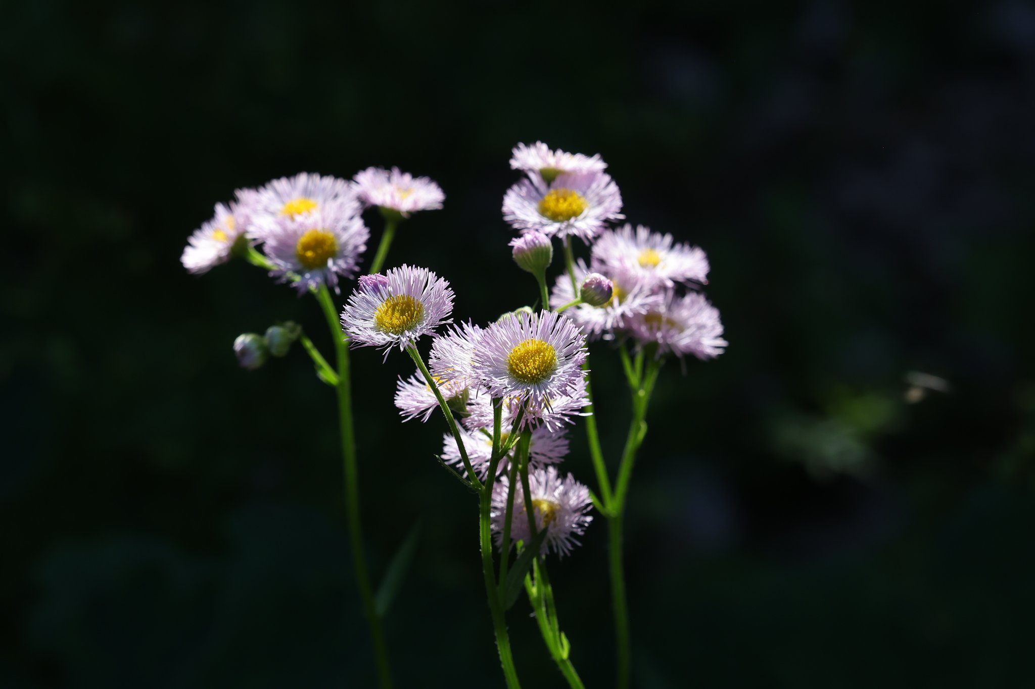 春の花もそろそろ終わりか（その１）ハルジオン