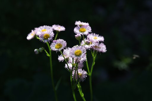 春の花もそろそろ終わりか（その１）ハルジオン