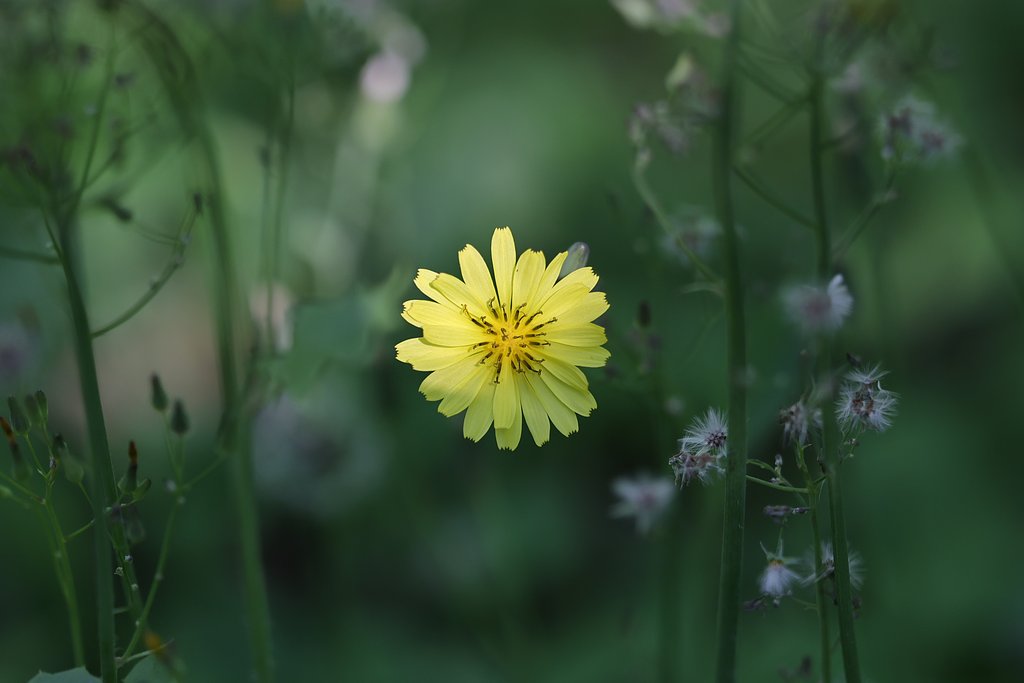 春の花もそろそろ終わりか（その２）ジシバリ