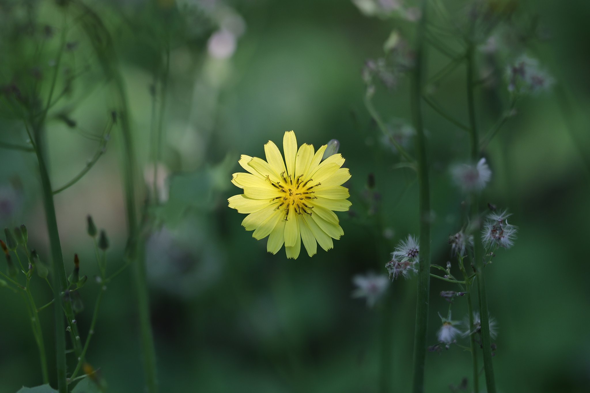 春の花もそろそろ終わりか（その２）ジシバリ