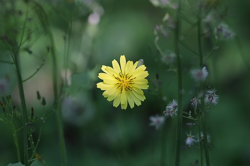 春の花もそろそろ終わりか（その２）ジシバリ
