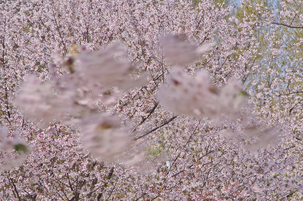 春風の戯れ