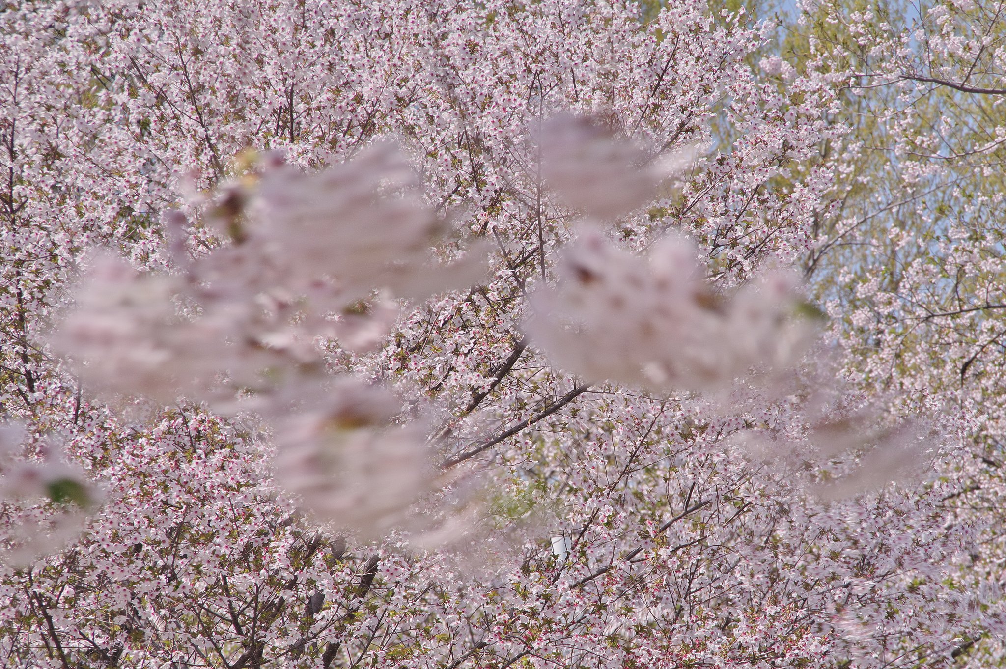 春風の戯れ