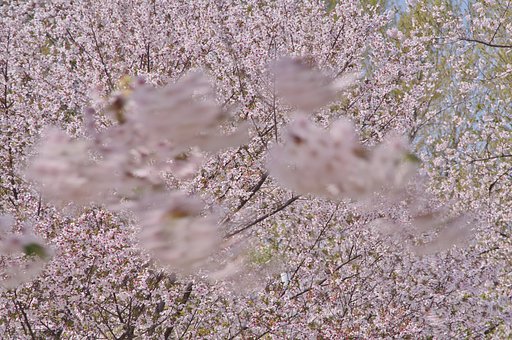 春風の戯れ