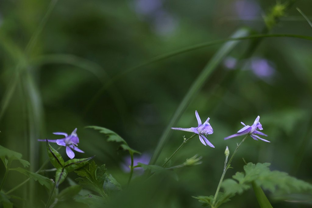 飛燕 泳ぐ