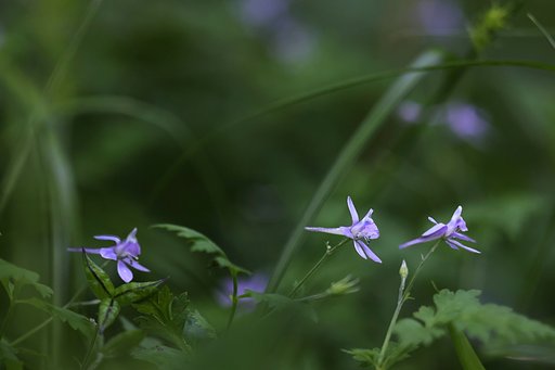 飛燕 泳ぐ