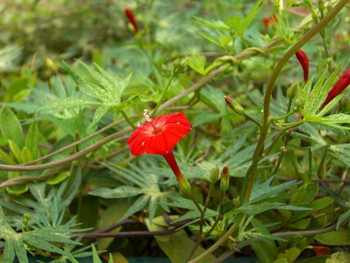 花は朝開く（夢は夜ひらく）！