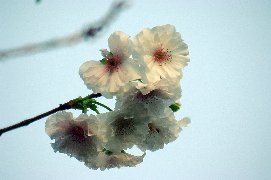 十月桜