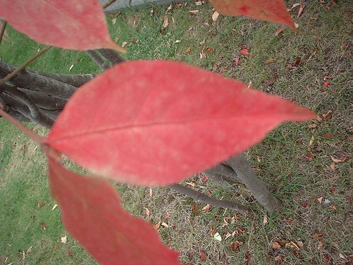 紅葉のはじまりぃ〜