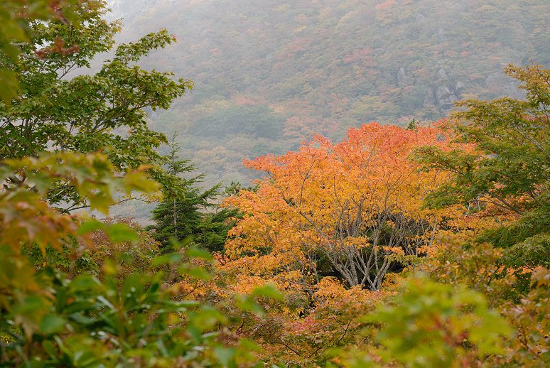 紅葉