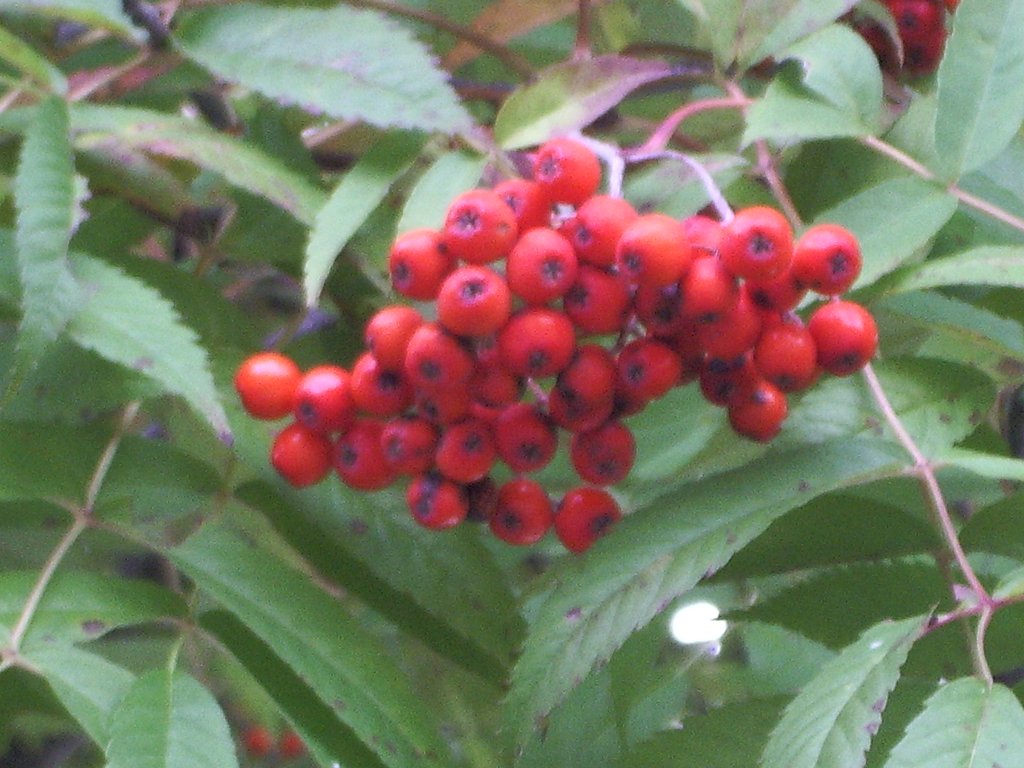 木についている実