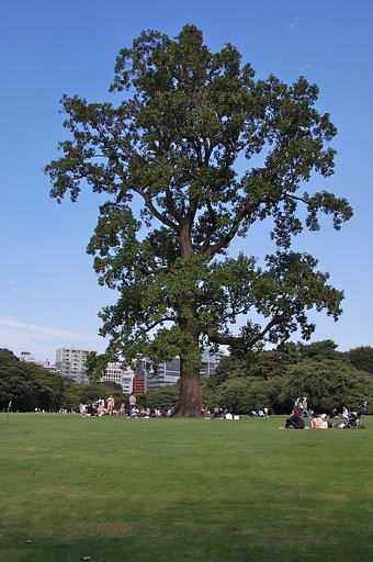 大きな木の下で