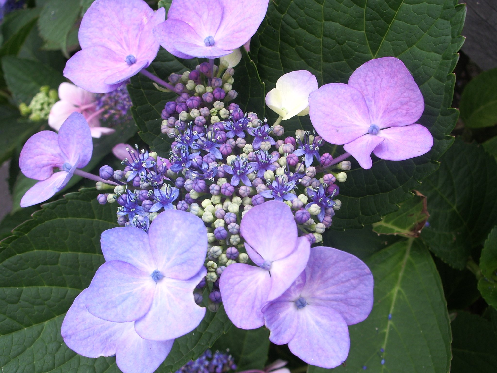 紫