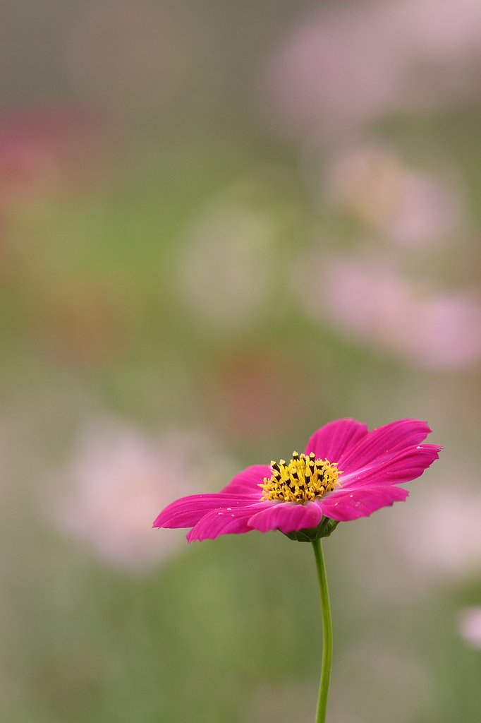 カラフル秋桜