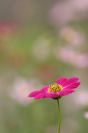 カラフル秋桜
