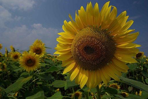 夏の顔