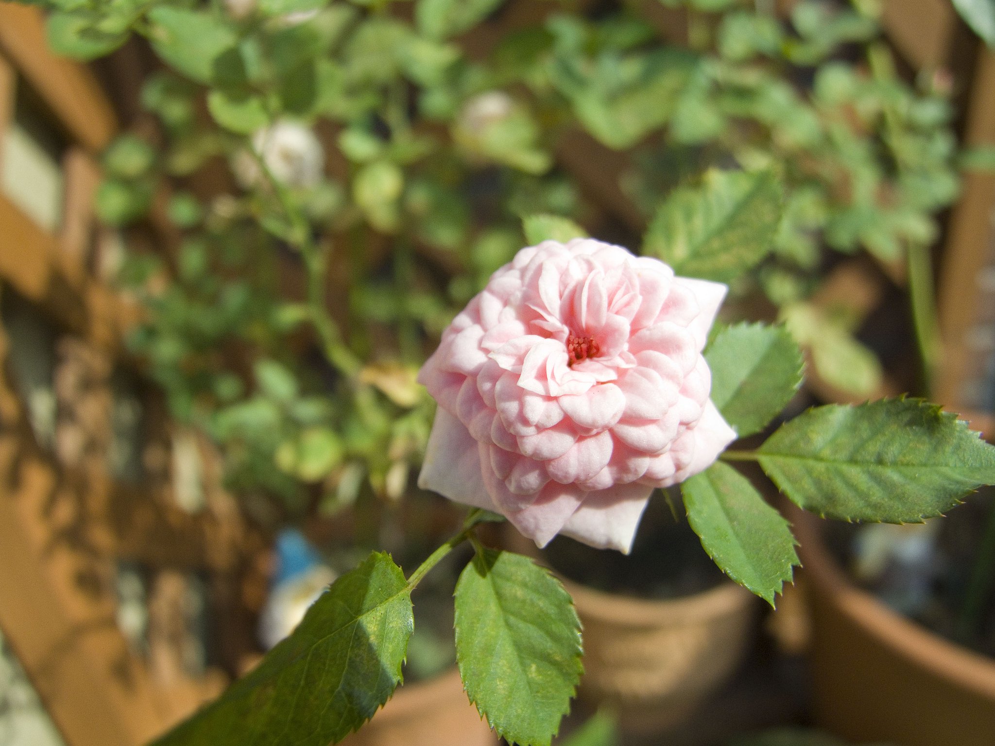 ミニ薔薇