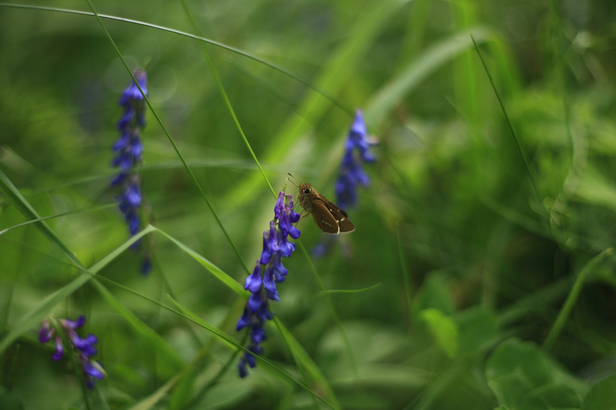 EF50mmF1.8II