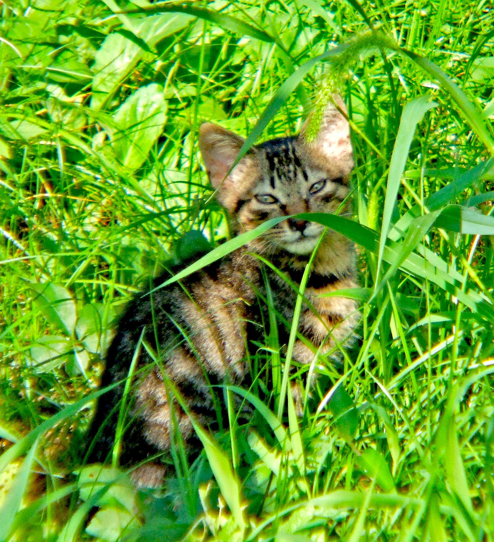子猫