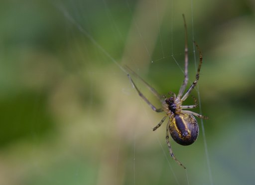 Spider 3