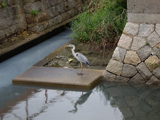サギ