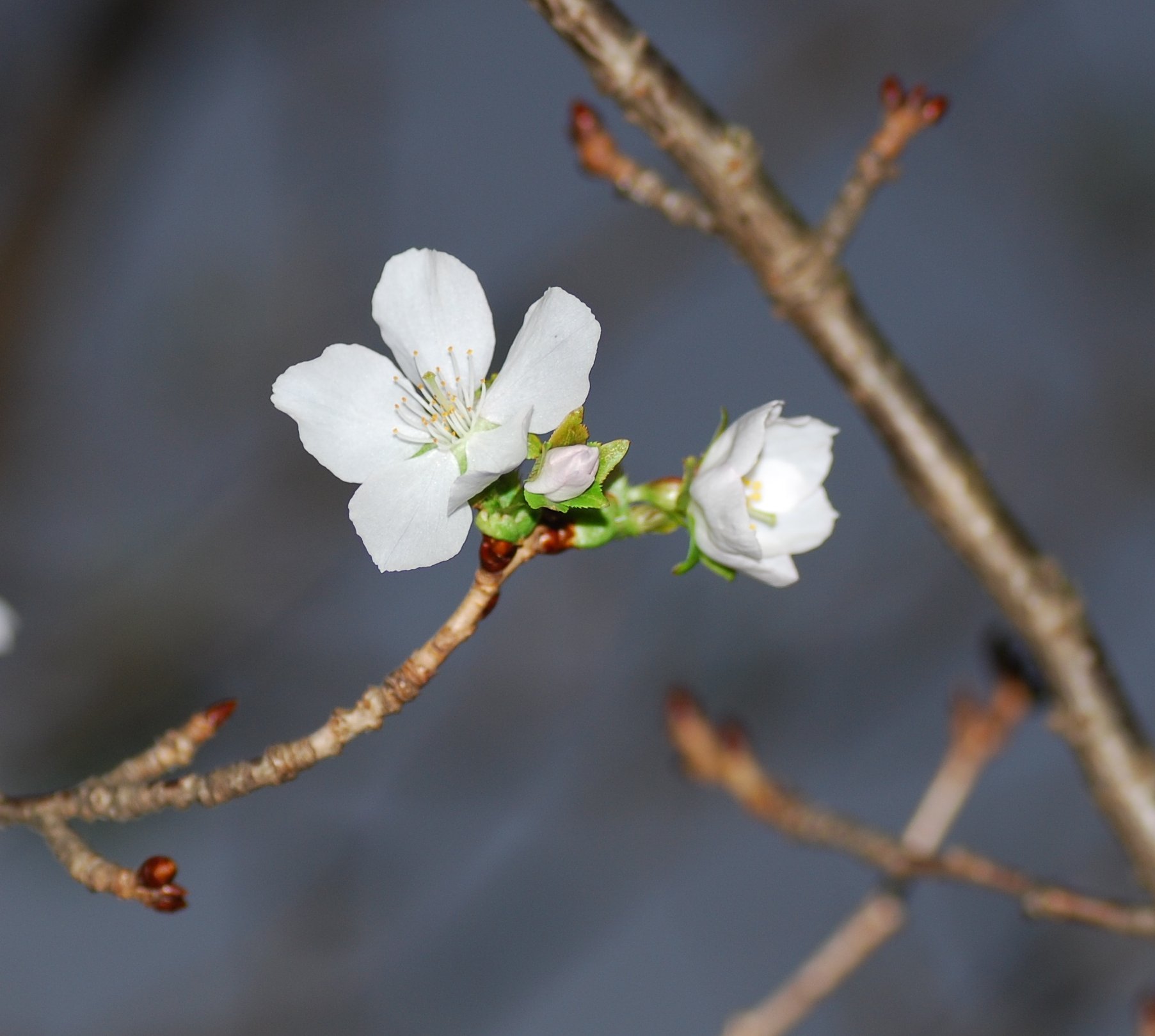 冬桜
