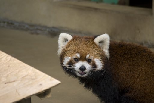 キョトン