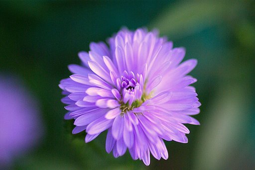 小菊・・・