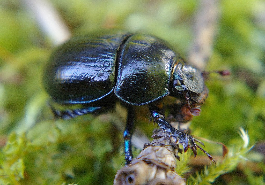 Dung beetle