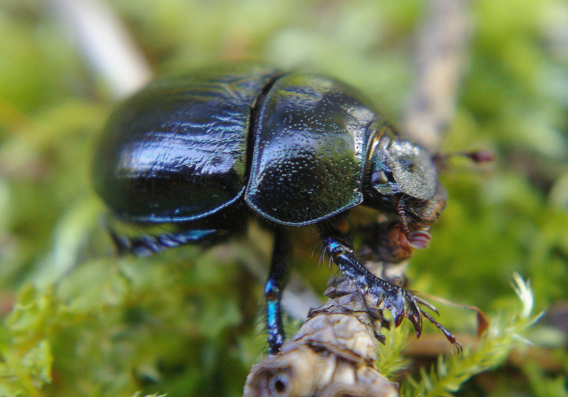 Dung beetle