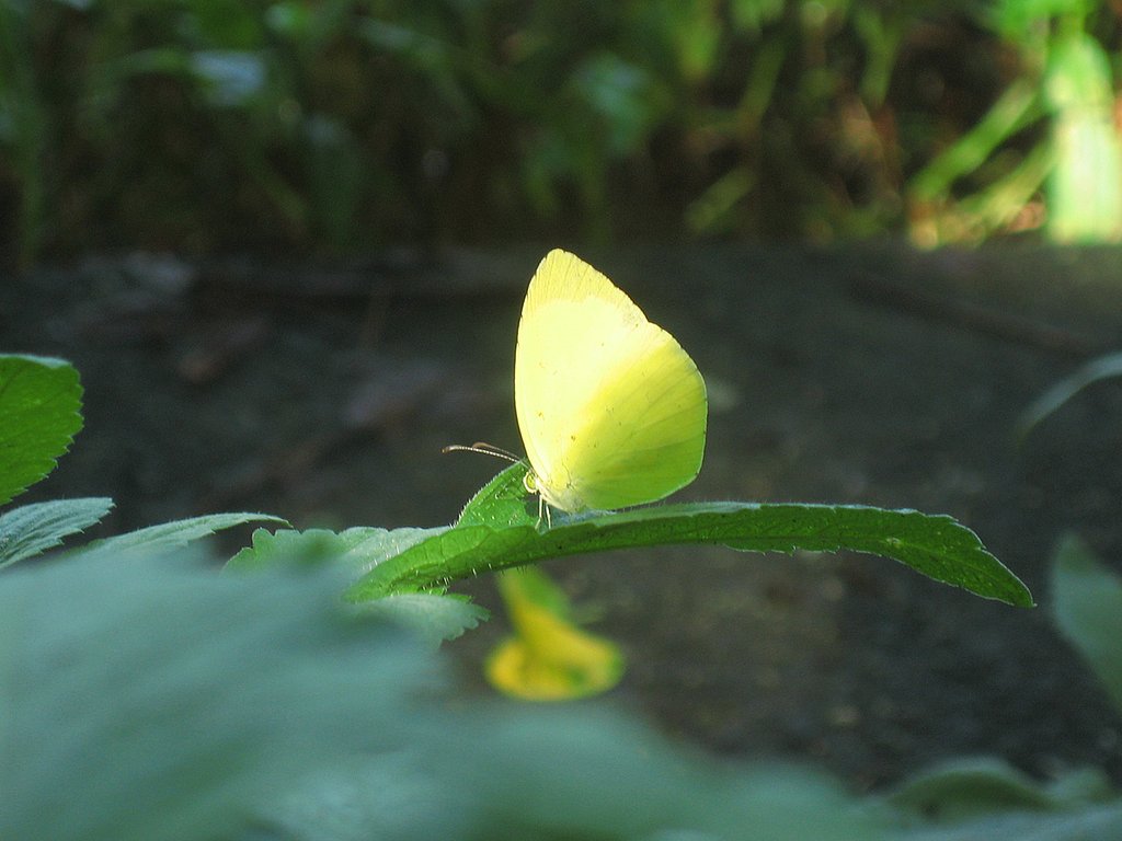 木陰のモンキチョウ