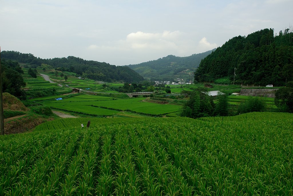 緑の棚田