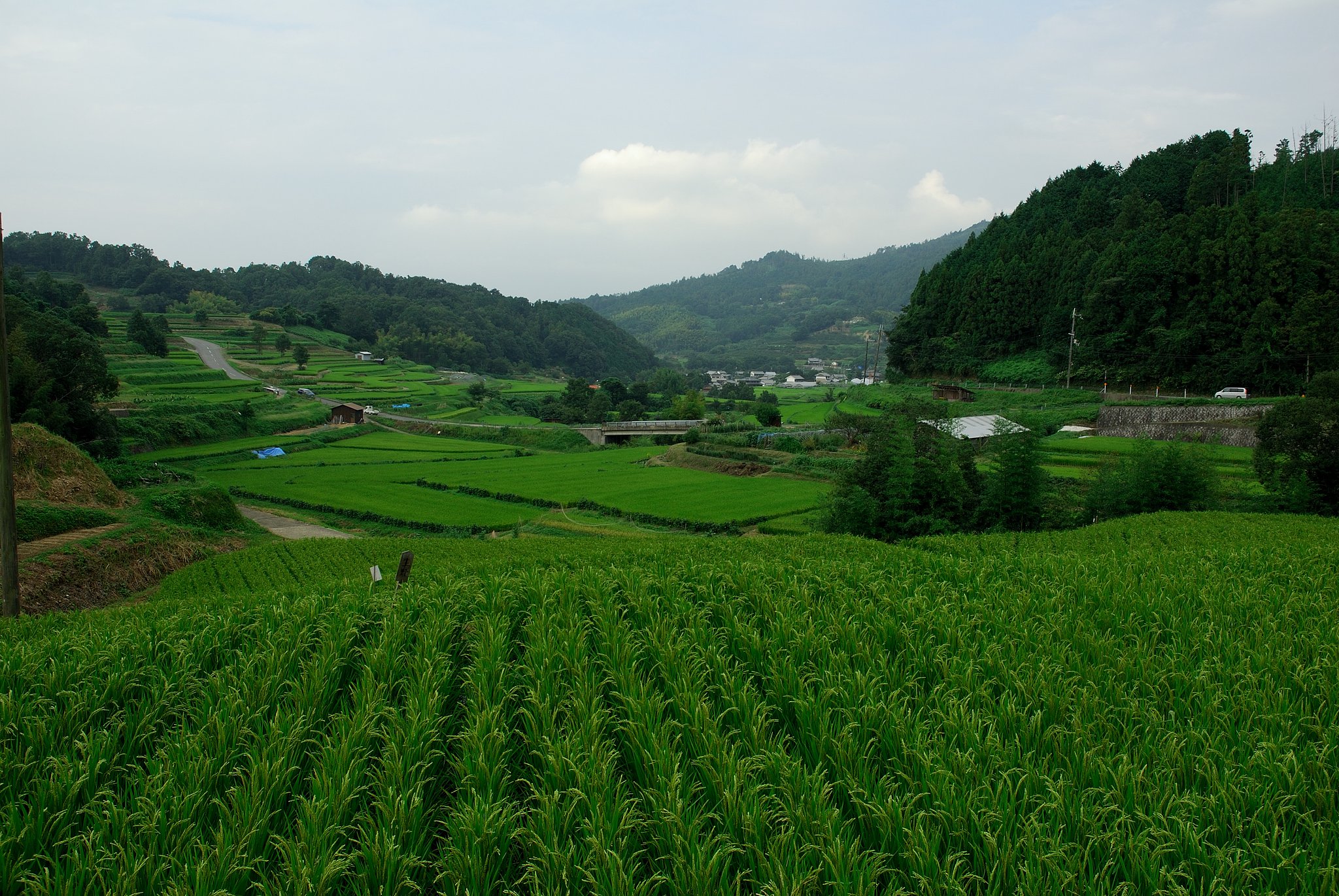 緑の棚田