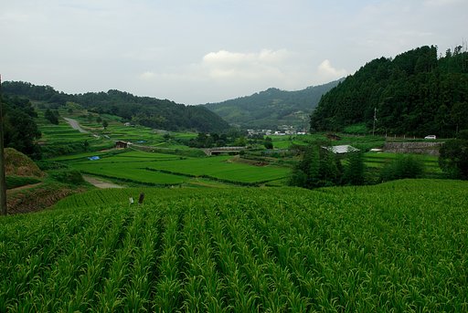 緑の棚田