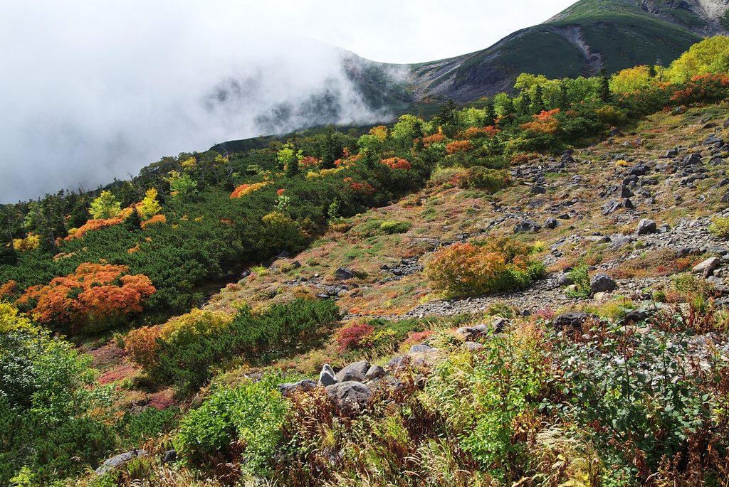 山の紅葉（続左下）