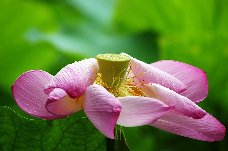 蓮の花