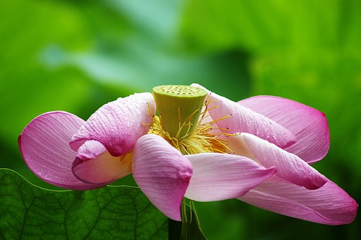 蓮の花